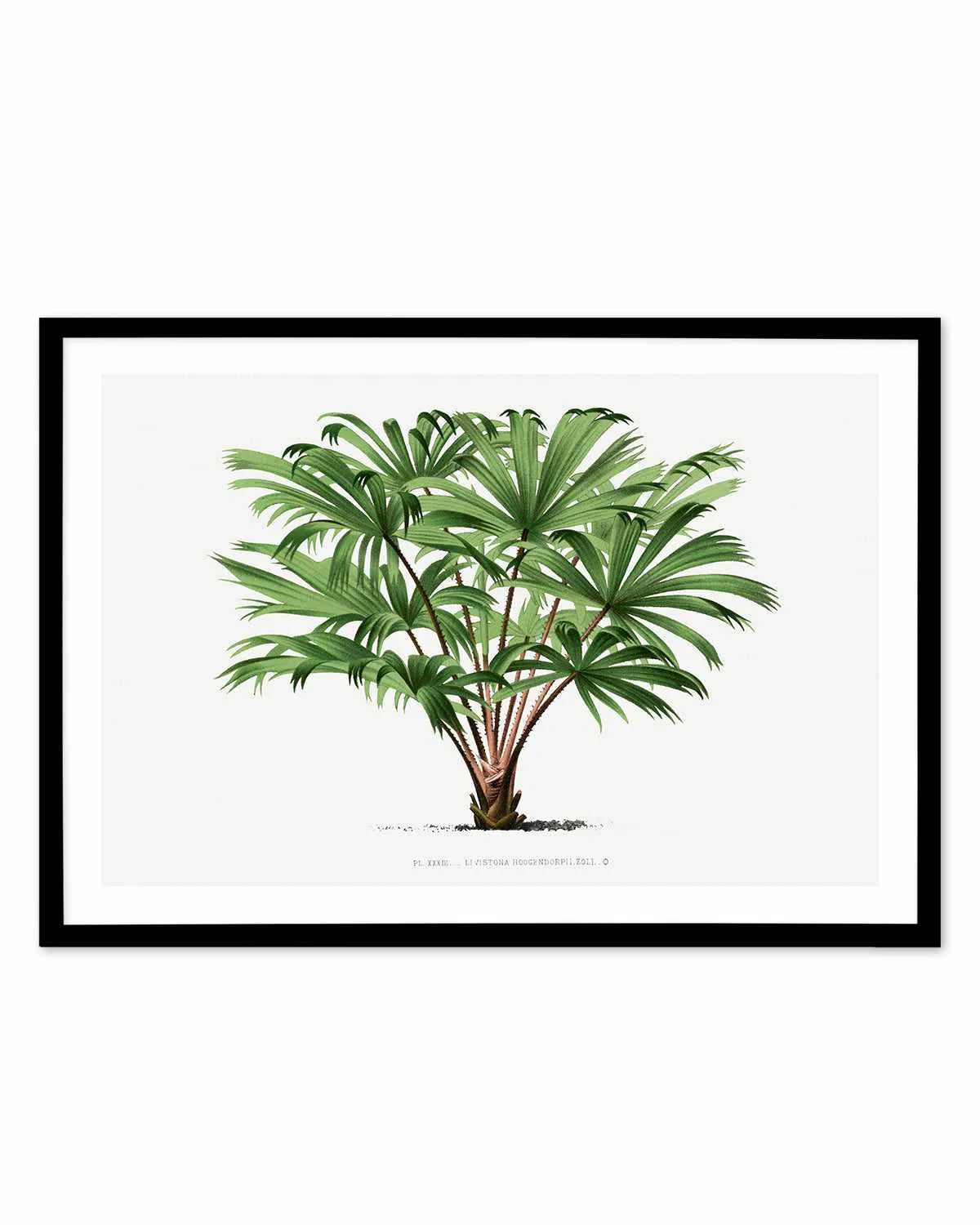 Livistona Hoogendorpii Vintage Palm Poster Art Print from Olive et Oriel where you can shop wallpaper and artworks online