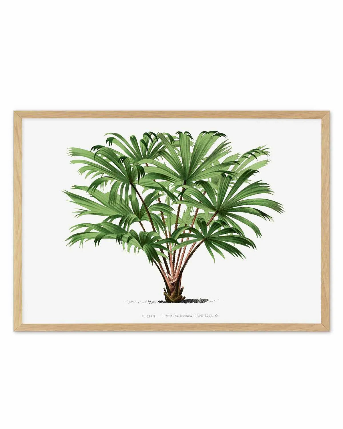 Livistona Hoogendorpii Vintage Palm Poster Art Print from Olive et Oriel where you can shop wallpaper and artworks online