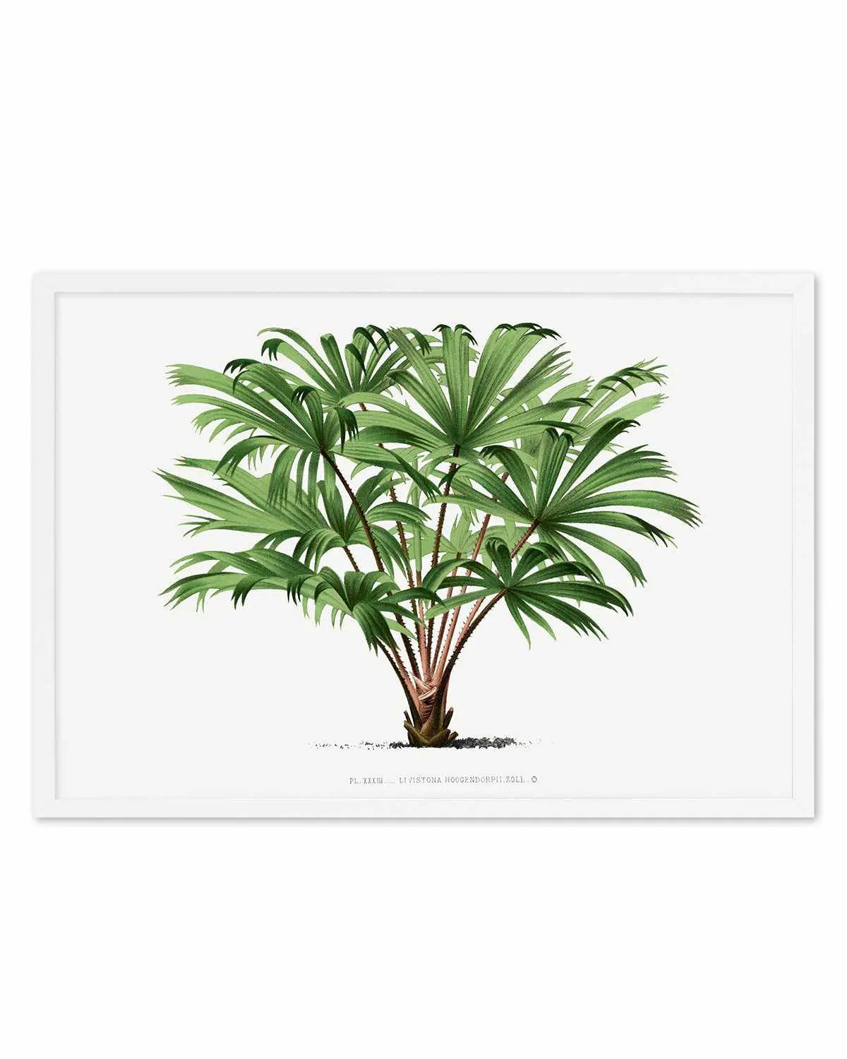 Livistona Hoogendorpii Vintage Palm Poster Art Print from Olive et Oriel where you can shop wallpaper and artworks online