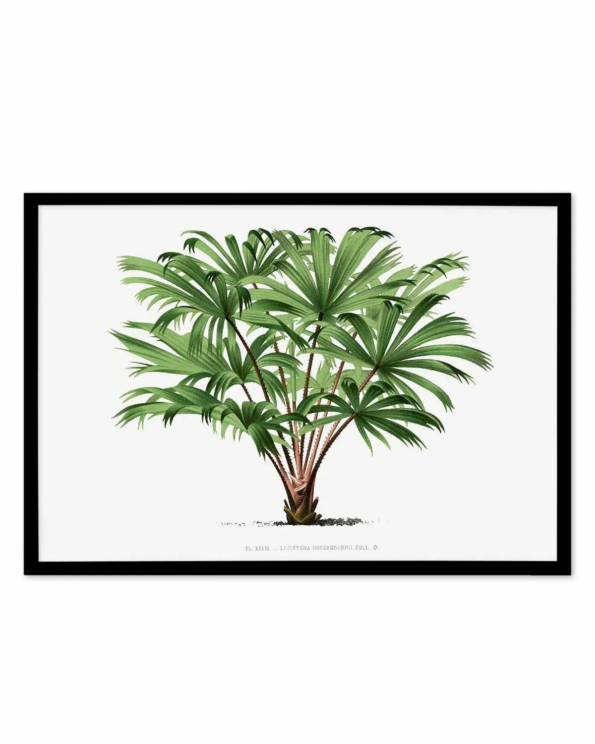 Livistona Hoogendorpii Vintage Palm Poster Art Print from Olive et Oriel where you can shop wallpaper and artworks online