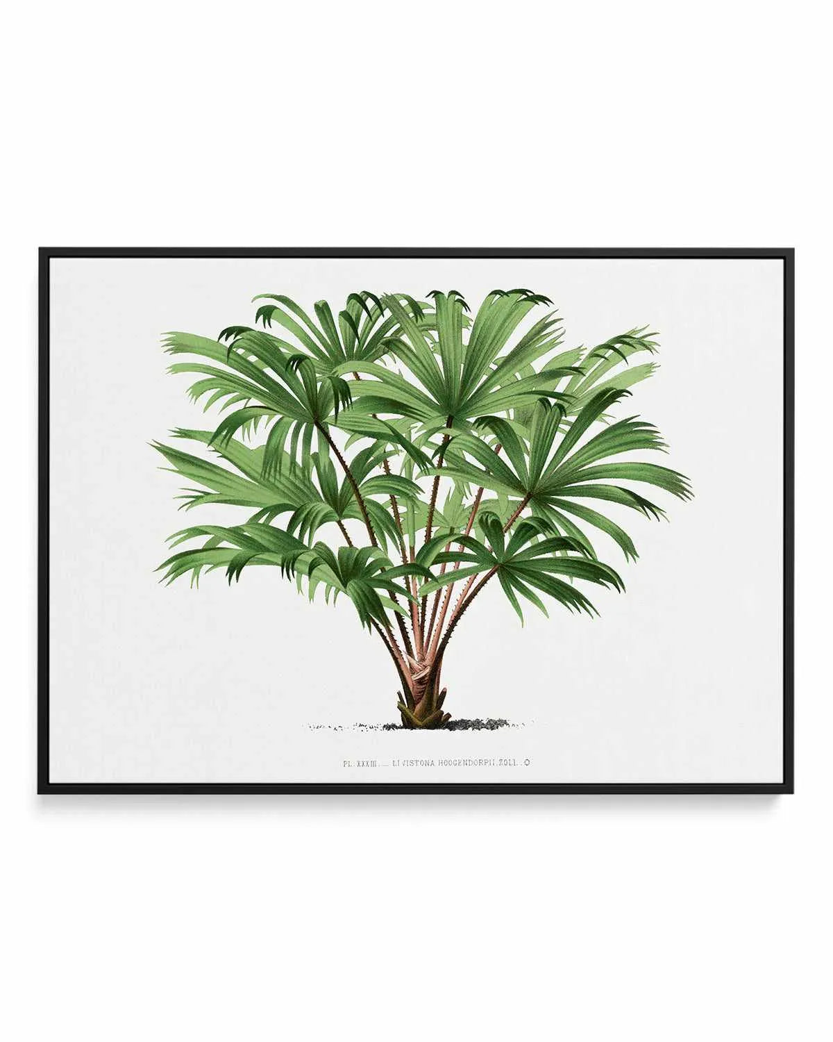Livistona Hoogendorpii Vintage Palm Poster | Framed Canvas Art Print from Olive et Oriel where you can shop wallpaper and artworks online
