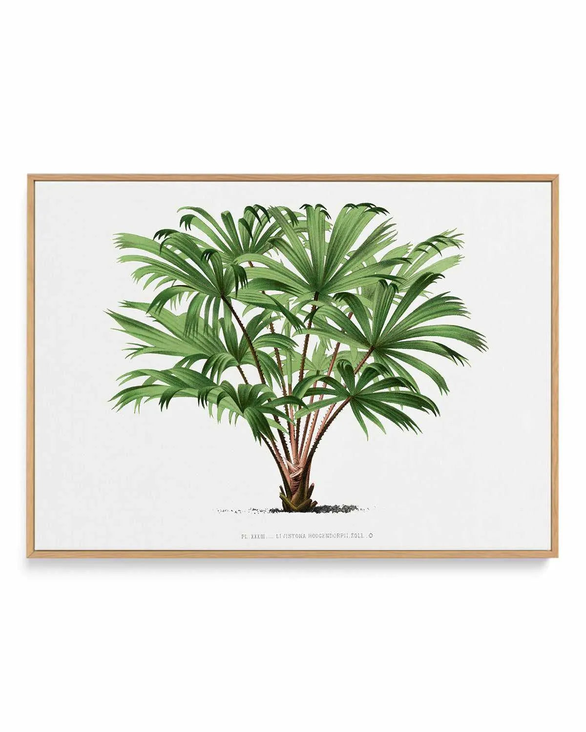 Livistona Hoogendorpii Vintage Palm Poster | Framed Canvas Art Print from Olive et Oriel where you can shop wallpaper and artworks online