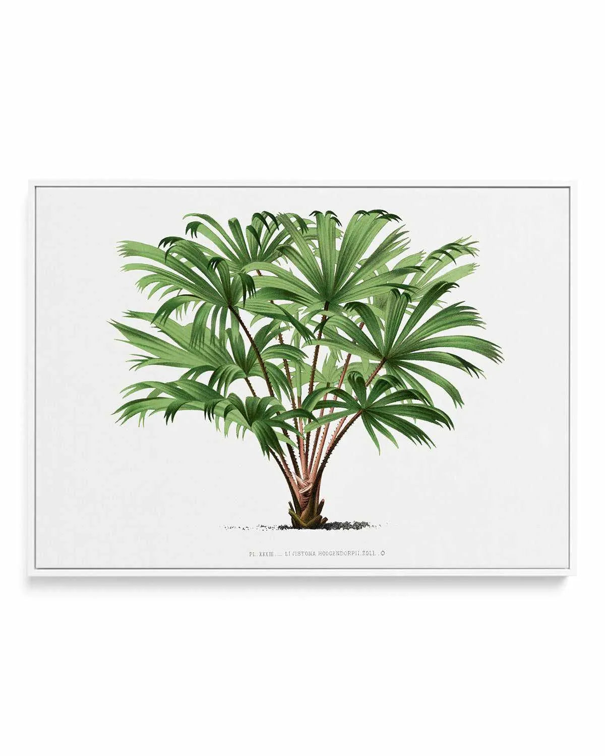 Livistona Hoogendorpii Vintage Palm Poster | Framed Canvas Art Print from Olive et Oriel where you can shop wallpaper and artworks online