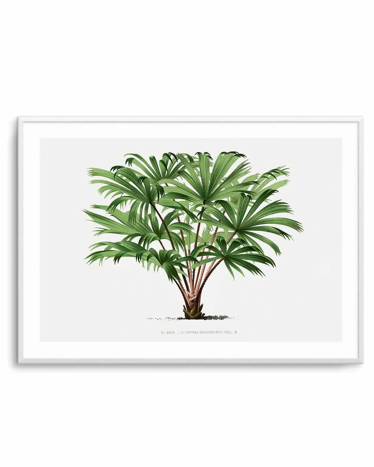 Livistona Hoogendorpii Vintage Palm Poster Art Print from Olive et Oriel where you can shop wallpaper and artworks online