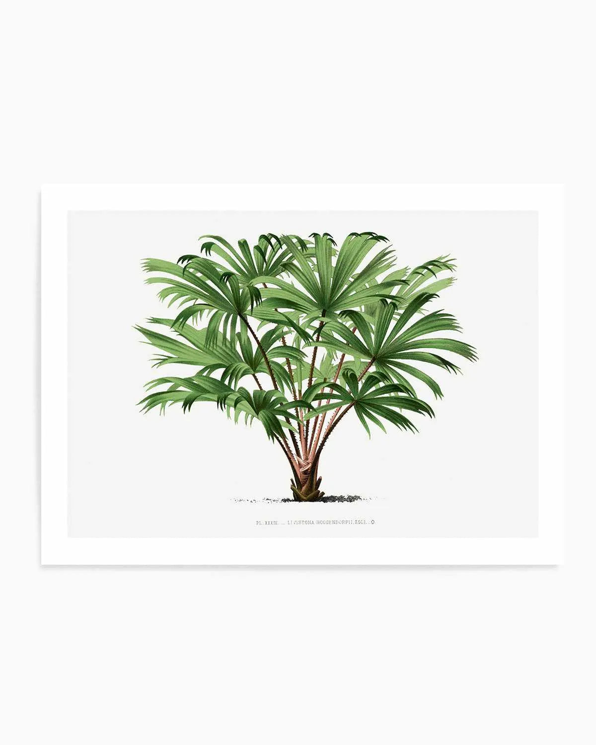 Livistona Hoogendorpii Vintage Palm Poster Art Print from Olive et Oriel where you can shop wallpaper and artworks online