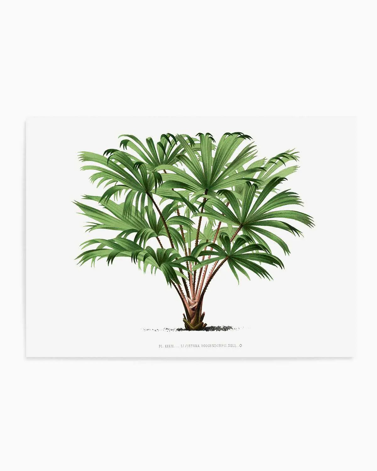 Livistona Hoogendorpii Vintage Palm Poster Art Print from Olive et Oriel where you can shop wallpaper and artworks online