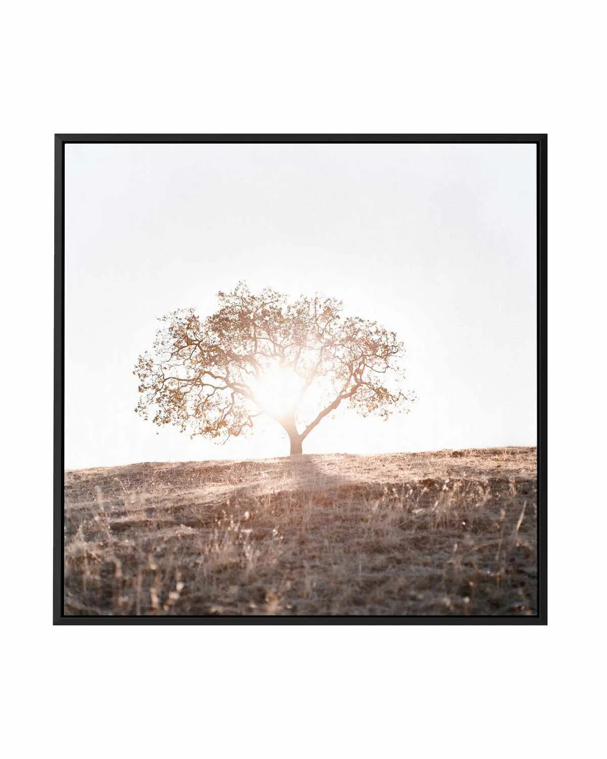 Lone Tree Hill SQ by Caleb Morris | Framed Canvas Art Print from Olive et Oriel where you can shop wallpaper and artworks online