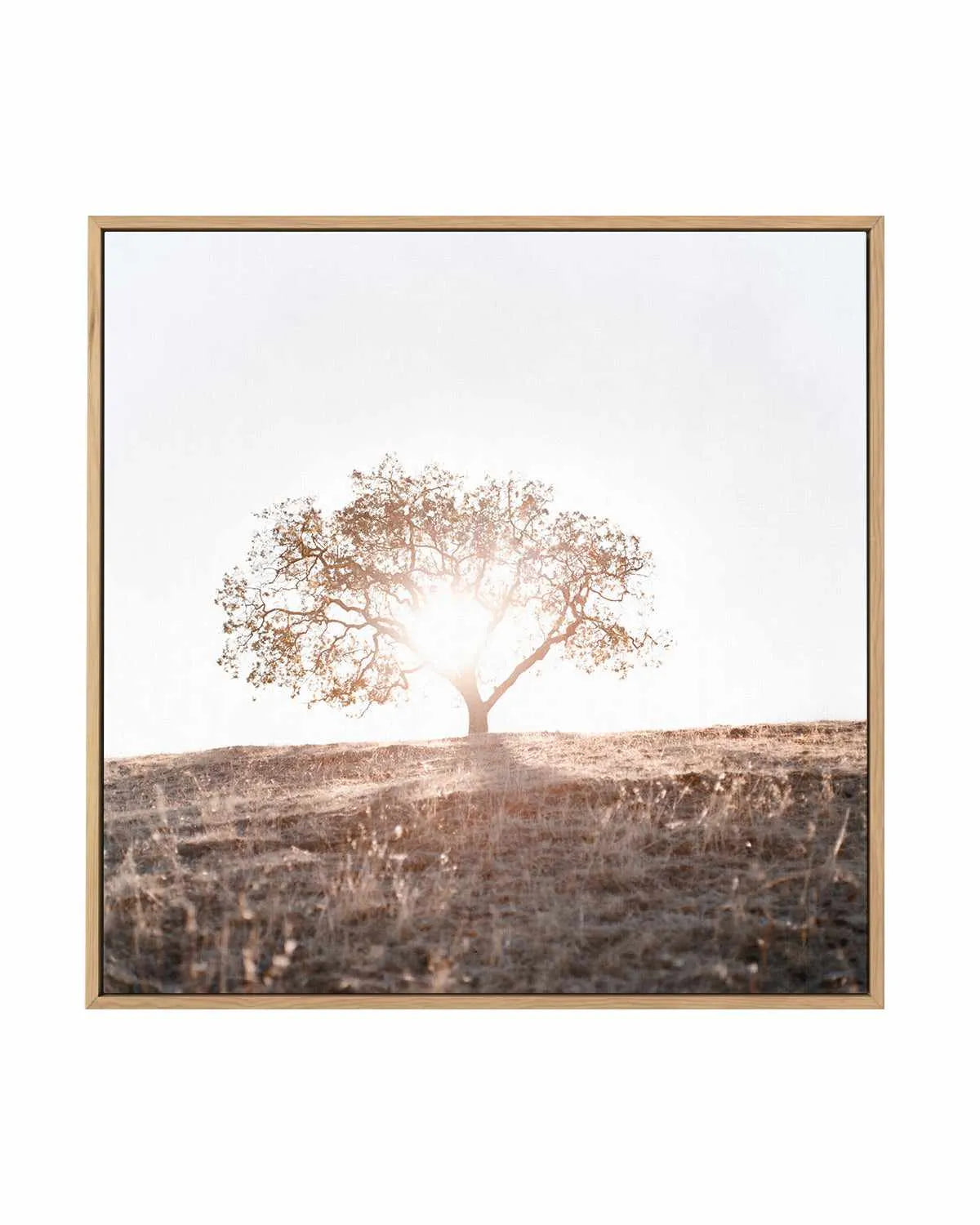 Lone Tree Hill SQ by Caleb Morris | Framed Canvas Art Print from Olive et Oriel where you can shop wallpaper and artworks online