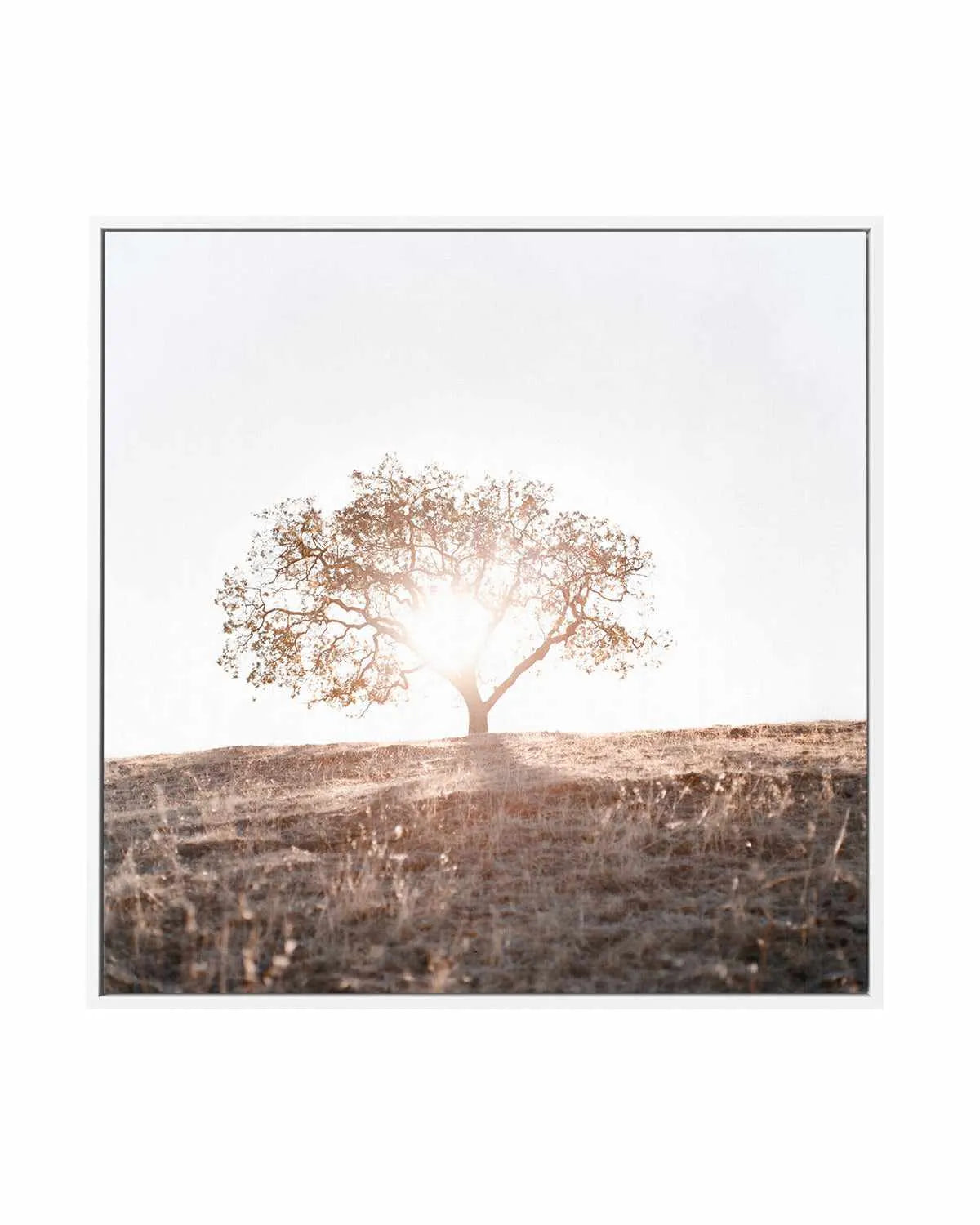 Lone Tree Hill SQ by Caleb Morris | Framed Canvas Art Print from Olive et Oriel where you can shop wallpaper and artworks online