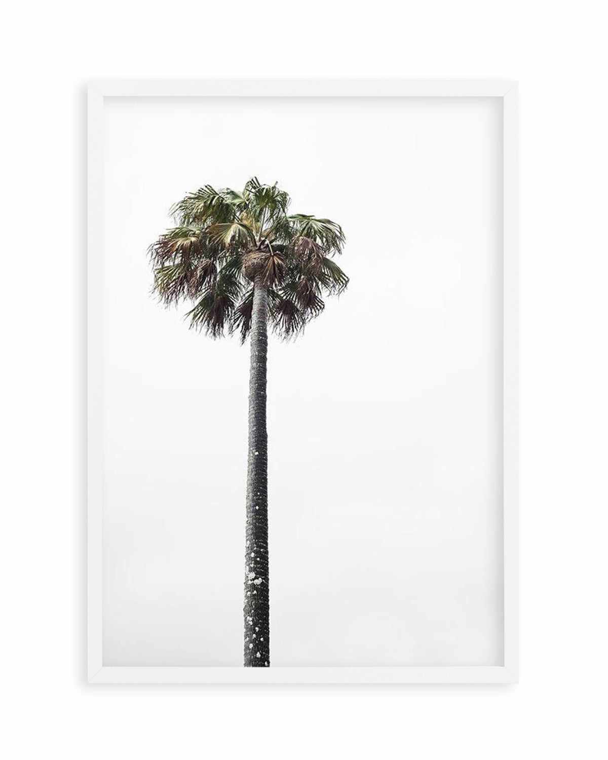 Lonesome Palm Art Print