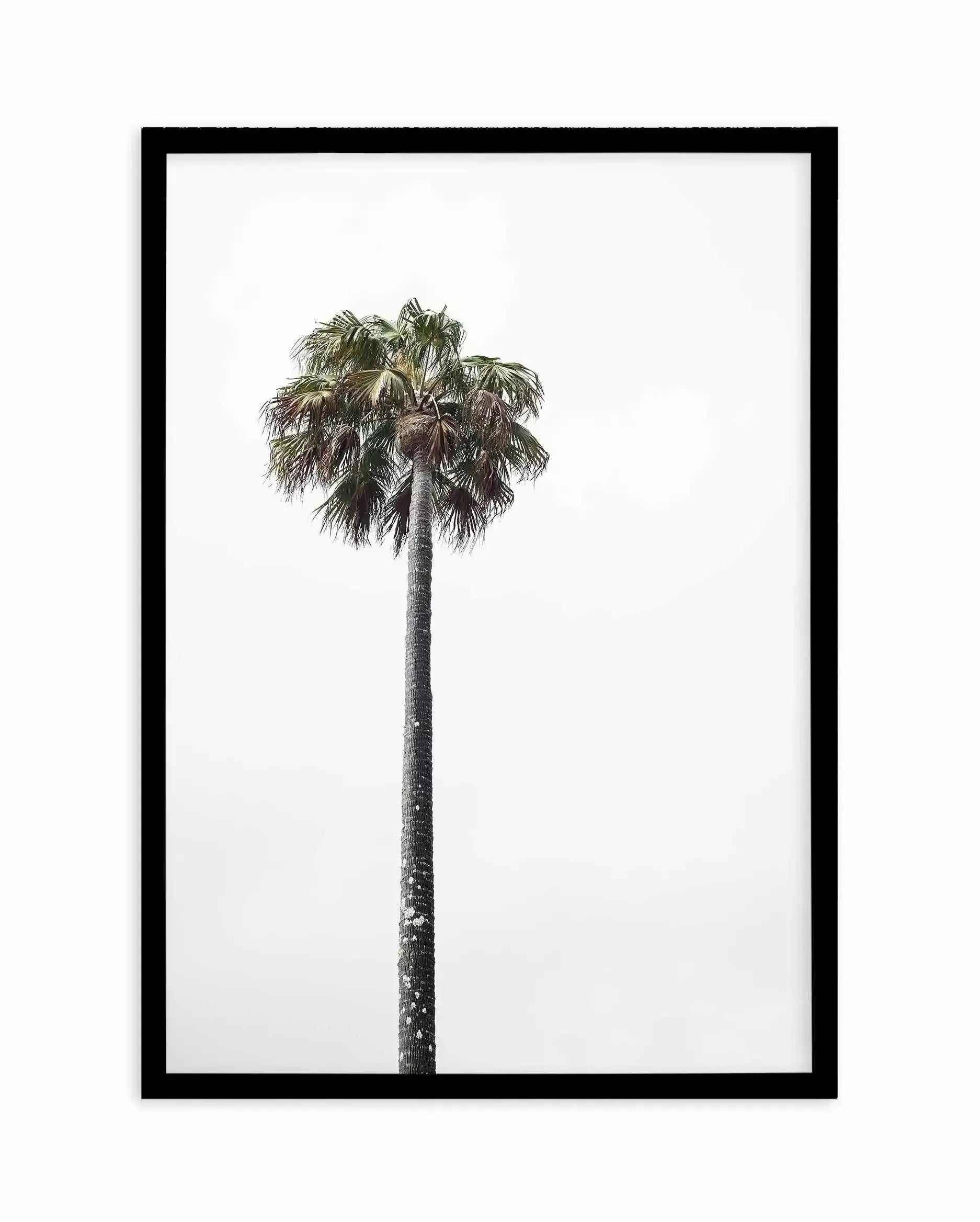Lonesome Palm Art Print-PRINT-Olive et Oriel-Olive et Oriel-A5 | 5.8" x 8.3" | 14.8 x 21cm-Black-With White Border-Buy-Australian-Art-Prints-Online-with-Olive-et-Oriel-Your-Artwork-Specialists-Austrailia-Decorate-With-Coastal-Photo-Wall-Art-Prints-From-Our-Beach-House-Artwork-Collection-Fine-Poster-and-Framed-Artwork