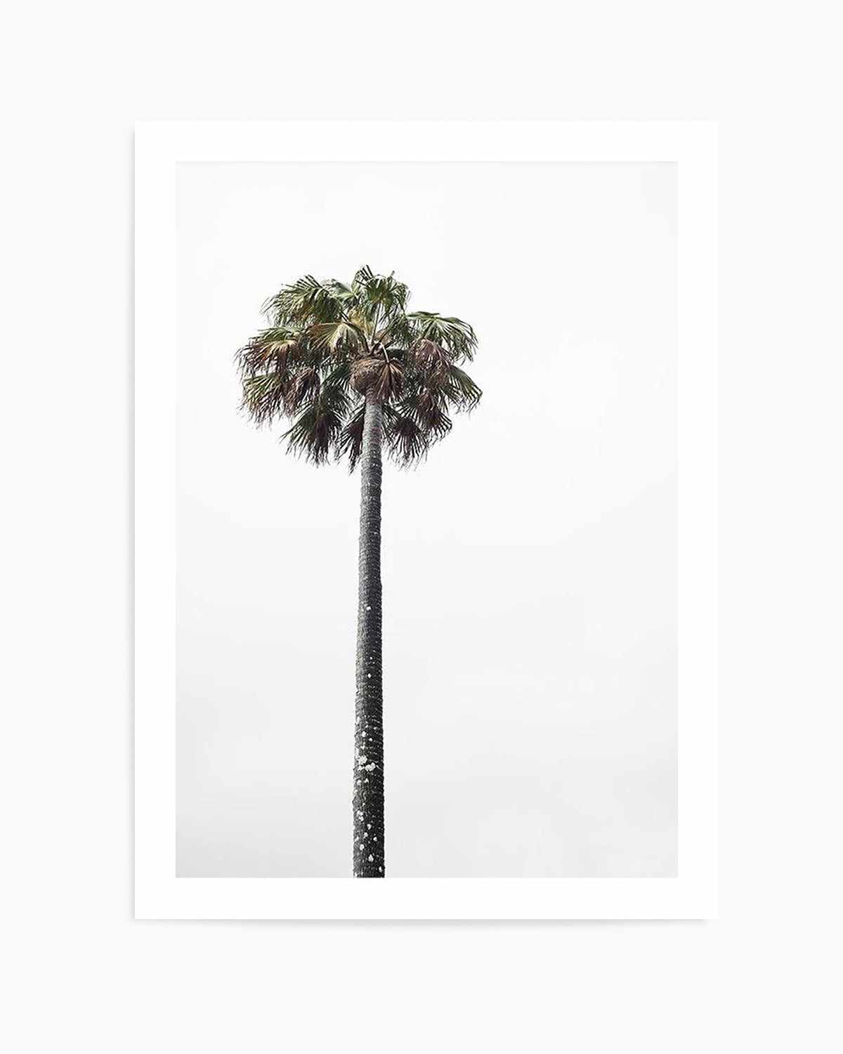 Lonesome Palm Art Print