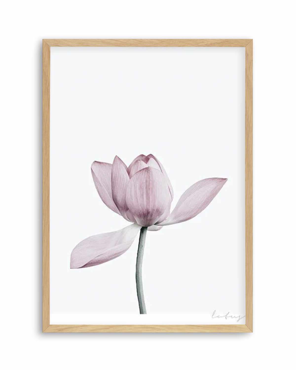 Lotus I Art Print