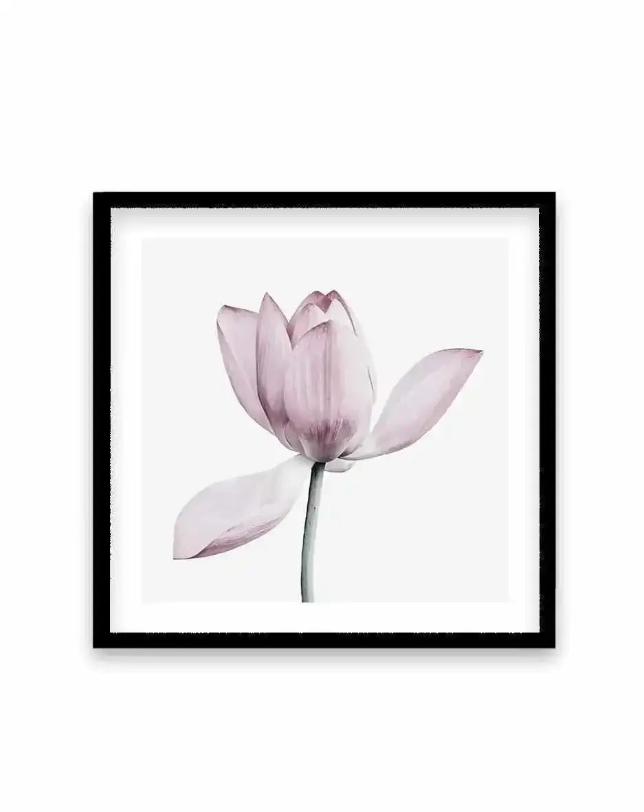 Lotus I | SQ Art Print-PRINT-Olive et Oriel-Olive et Oriel-70x70 cm | 27.5" x 27.5"-Black-With White Border-Buy-Australian-Art-Prints-Online-with-Olive-et-Oriel-Your-Artwork-Specialists-Austrailia-Decorate-With-Coastal-Photo-Wall-Art-Prints-From-Our-Beach-House-Artwork-Collection-Fine-Poster-and-Framed-Artwork
