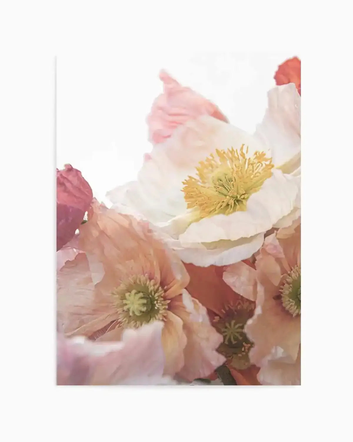 Luxe Poppy I Art Print from Olive et Oriel where you can shop wallpaper and artworks online