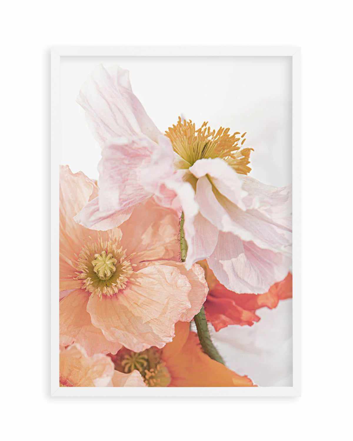 Luxe Poppy III Art Print