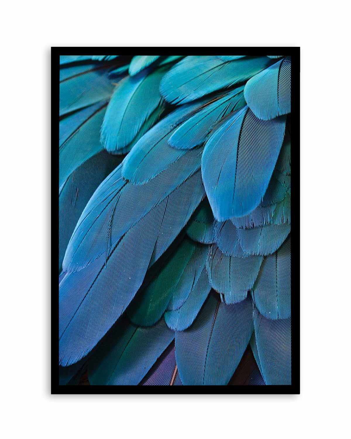 Macaw Art Print