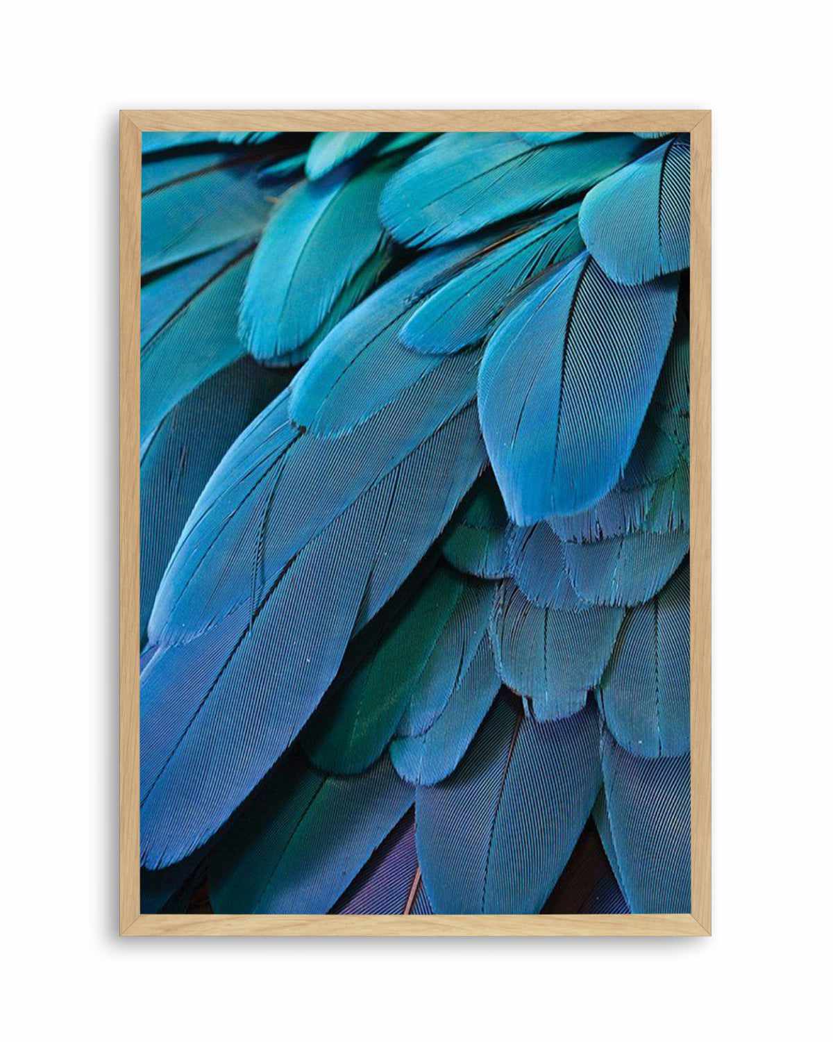 Macaw Art Print