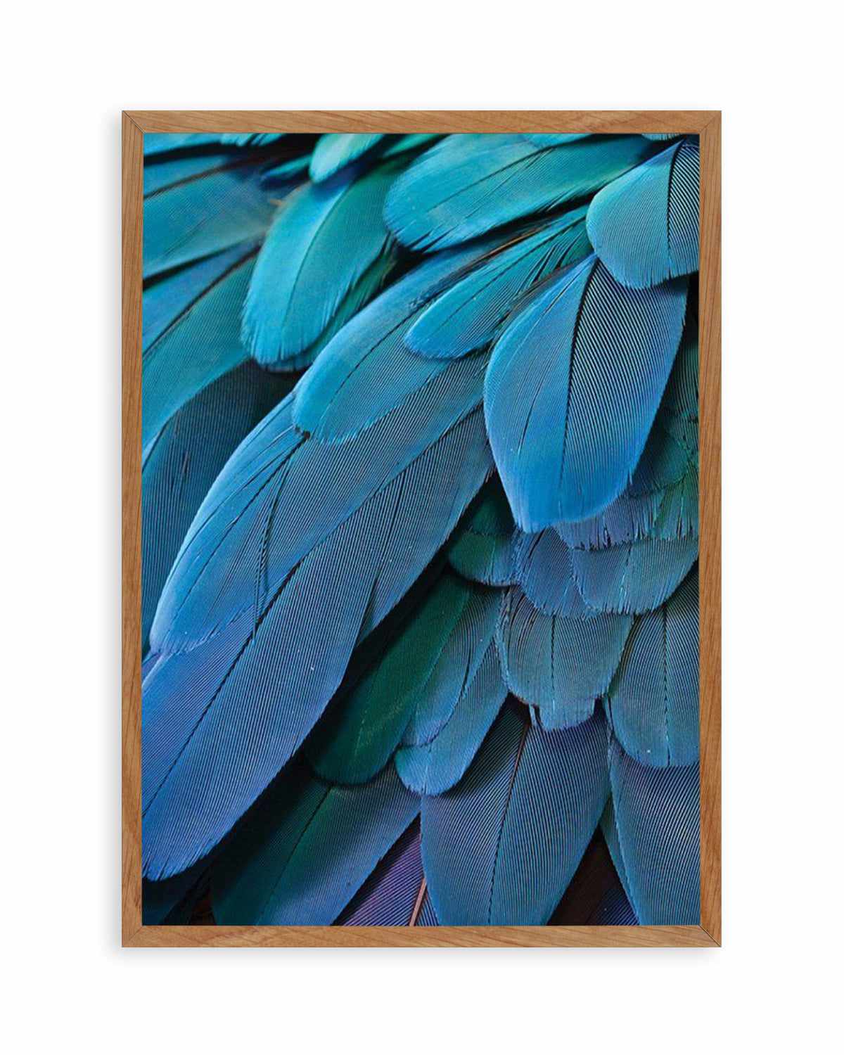 Macaw Art Print