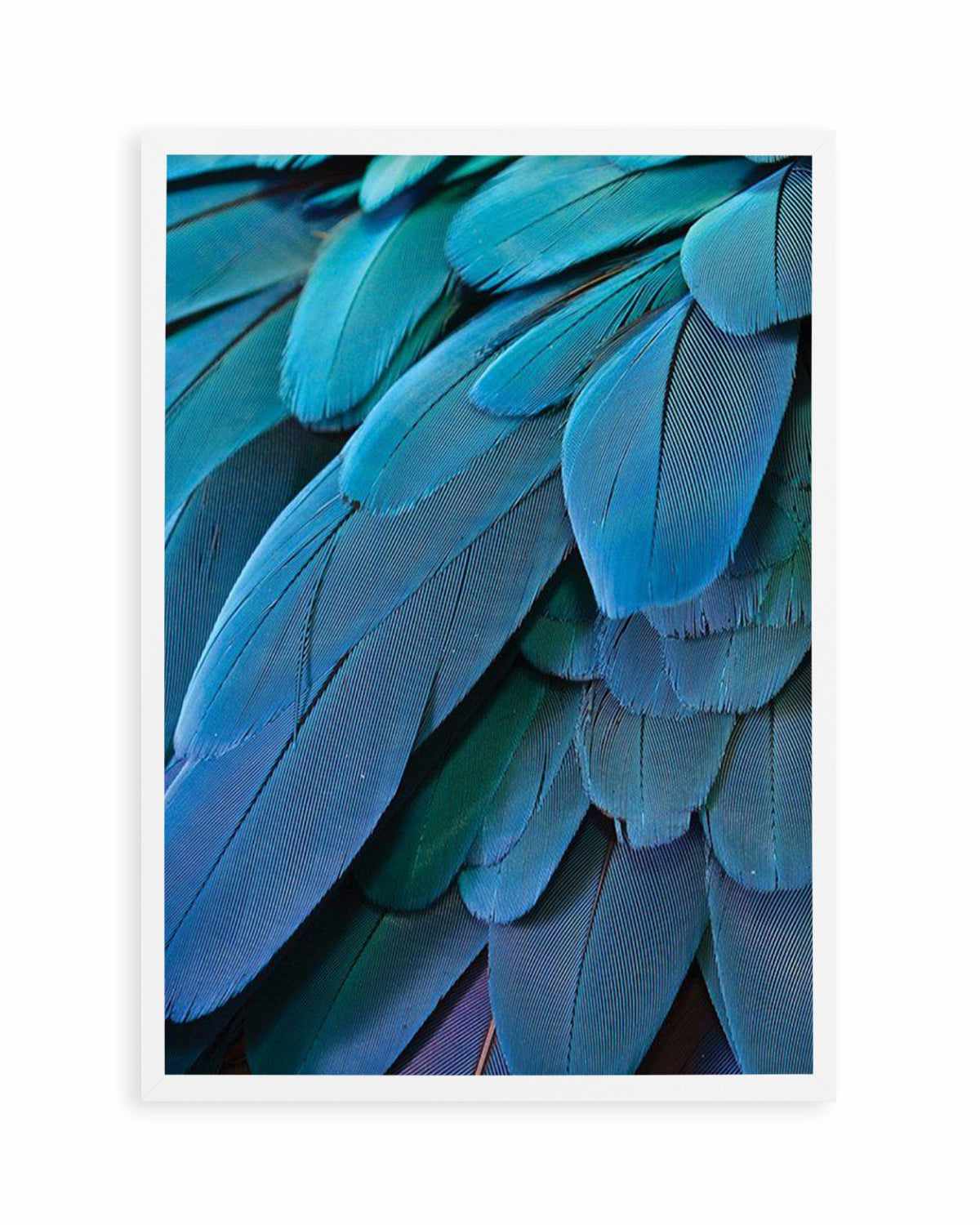 Macaw Art Print