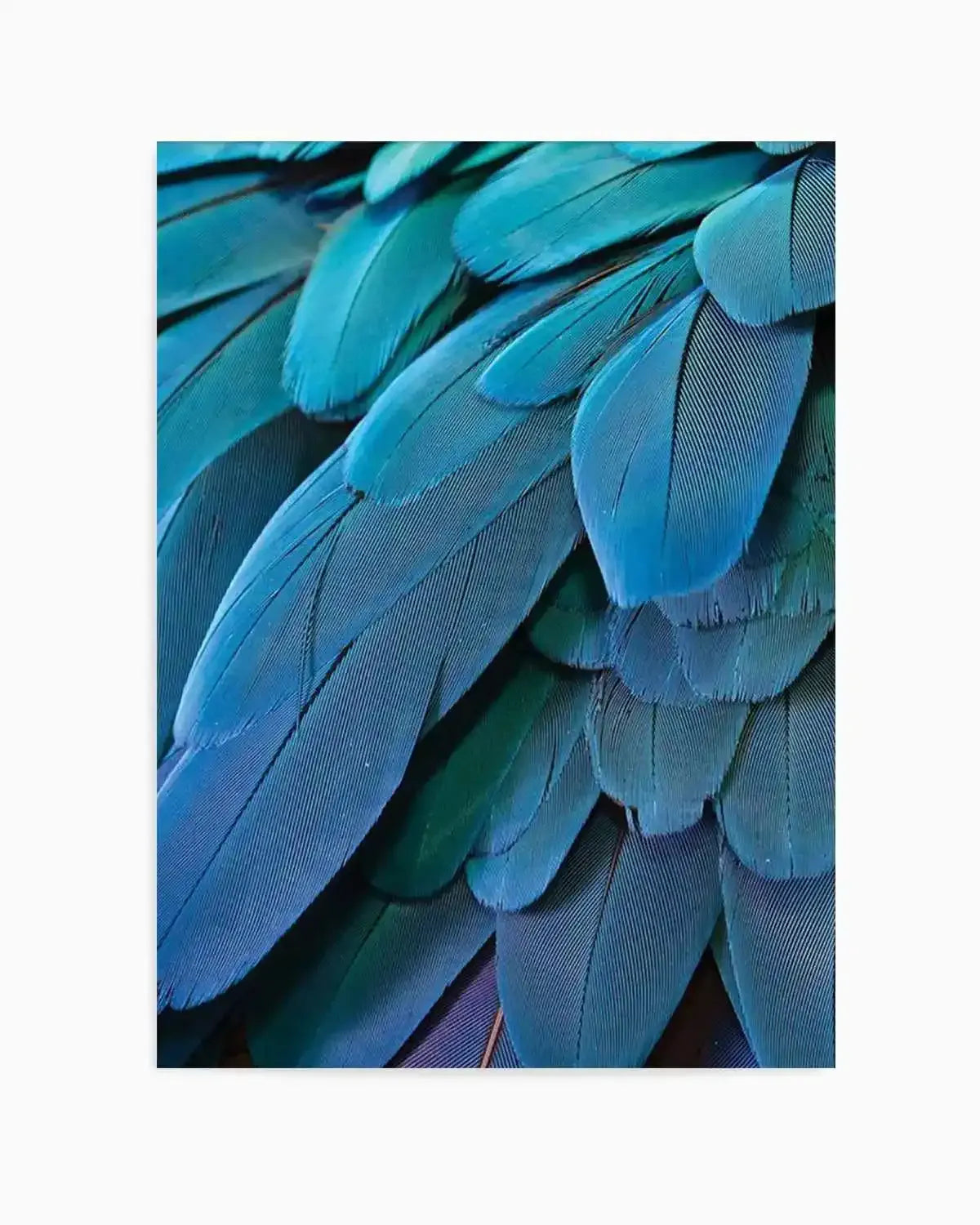 Macaw Art Print from Olive et Oriel where you can shop wallpaper and artworks online