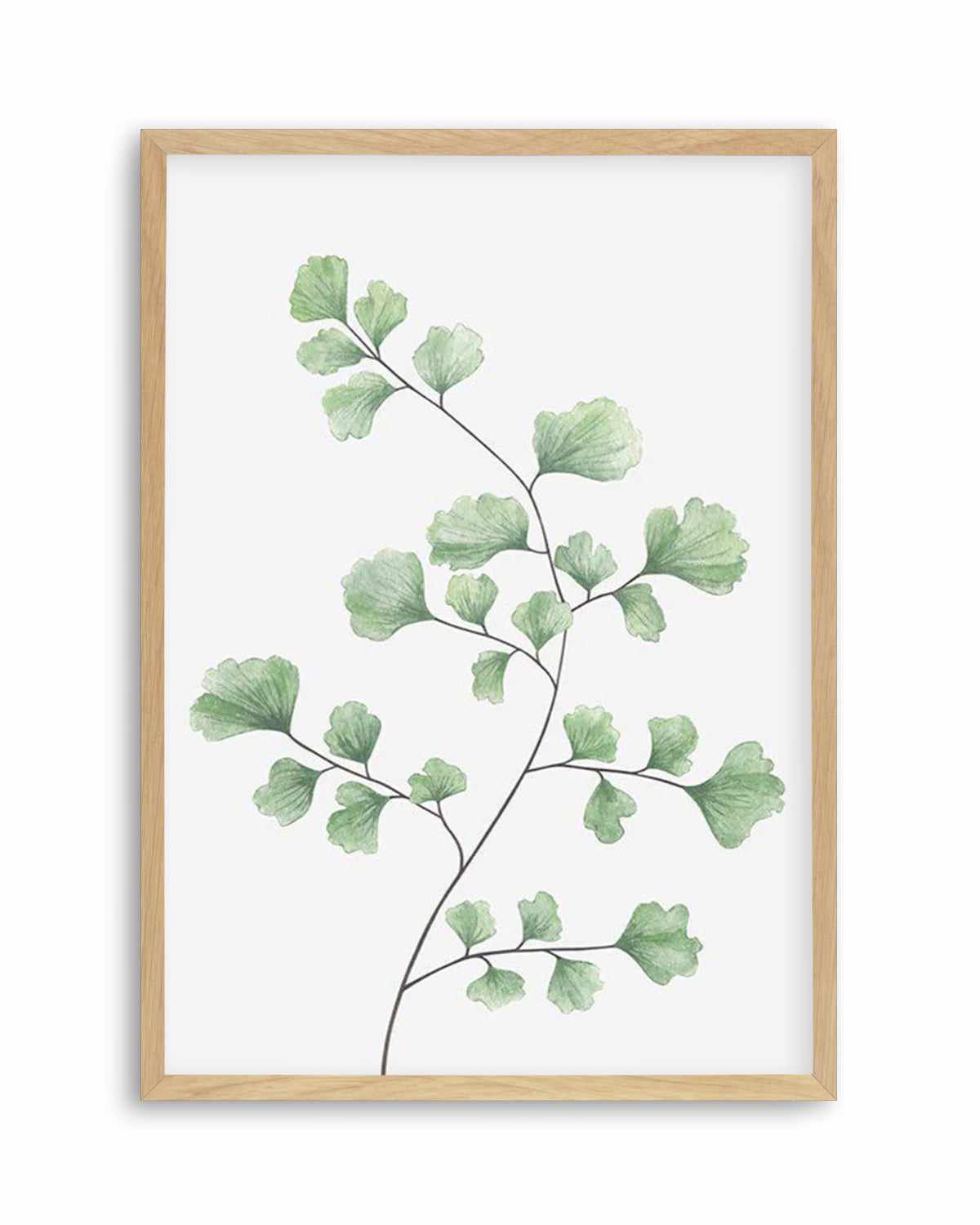 Maidenhair Fern I Art Print