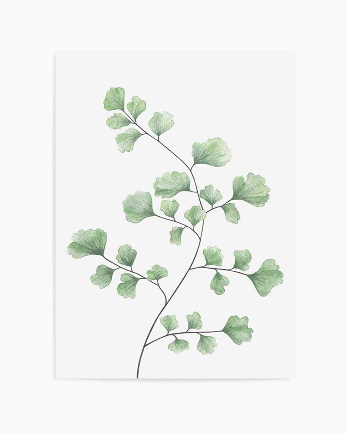 Maidenhair Fern I Art Print