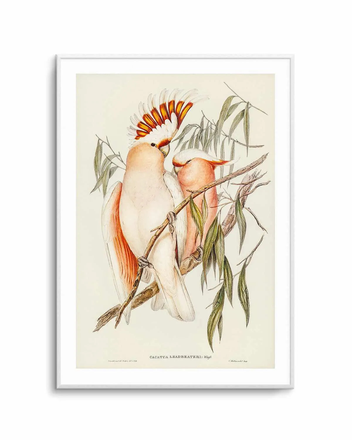 Major Mitchell Vintage Australian Bird Illustration Art Print from Olive et Oriel where you can shop wallpaper and artworks online