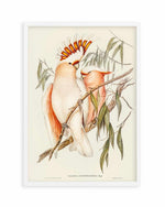 Major Mitchell Vintage Australian Bird Illustration Art Print