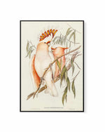 Major Mitchell Vintage Australian Bird Illustration | Framed Canvas Art Print