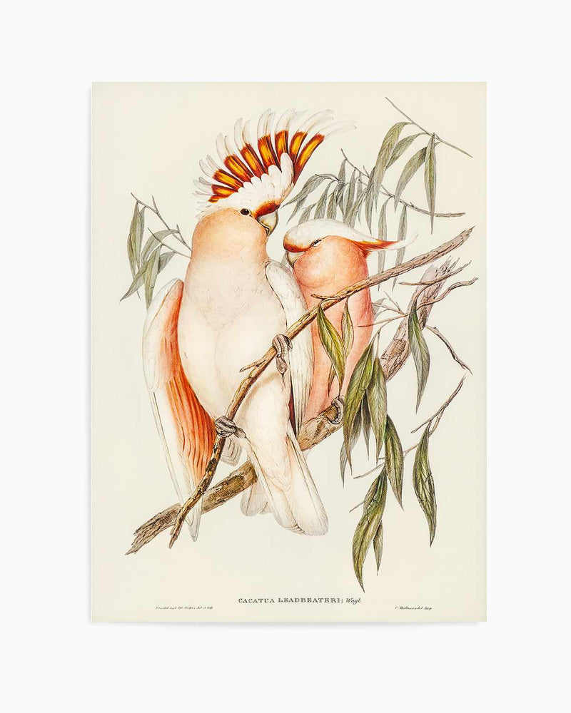 Major Mitchell Vintage Australian Bird Illustration Art Print