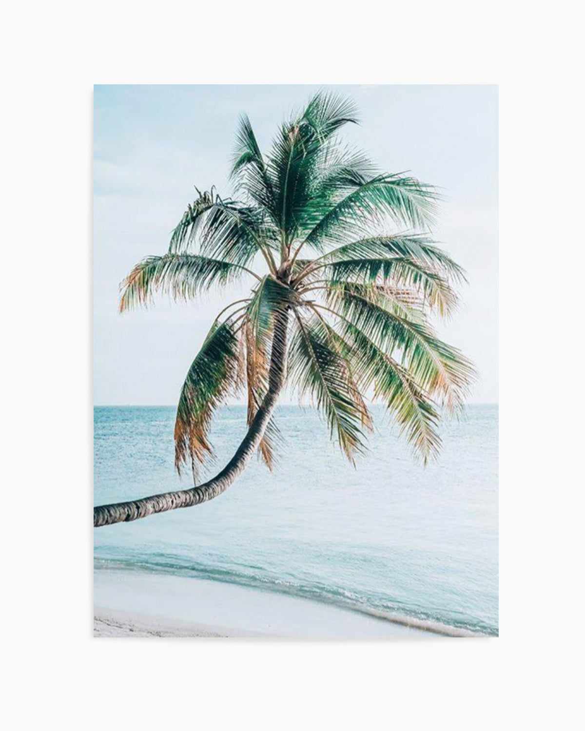 Maldivian Palm I Art Print