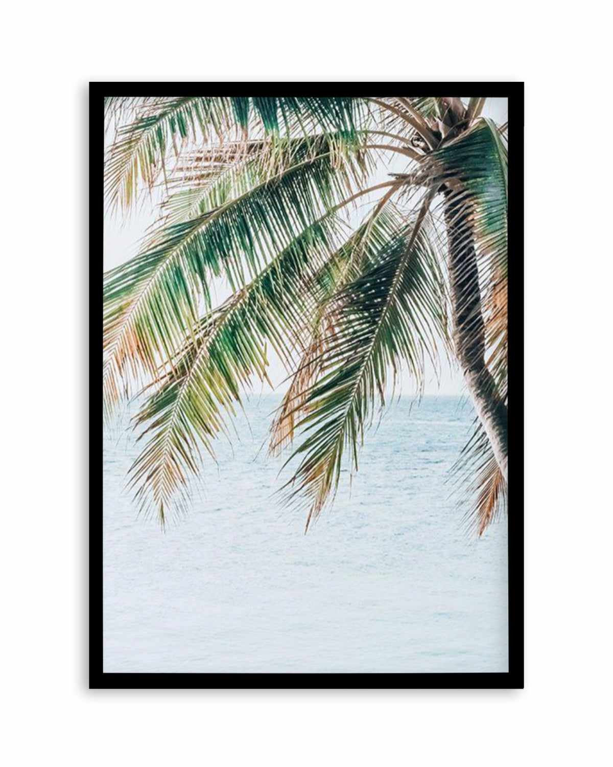 Maldivian Palm II Art Print