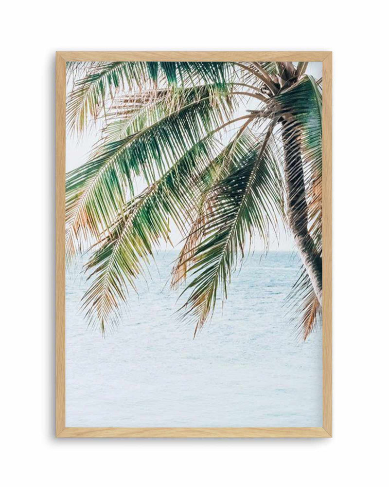 Maldivian Palm II Art Print
