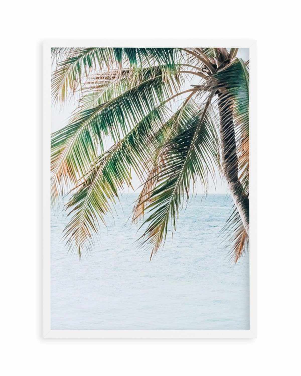 Maldivian Palm II Art Print