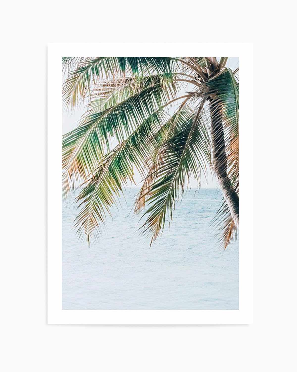 Maldivian Palm II Art Print