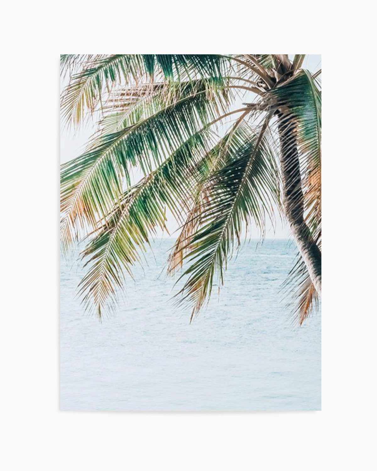 Maldivian Palm II Art Print