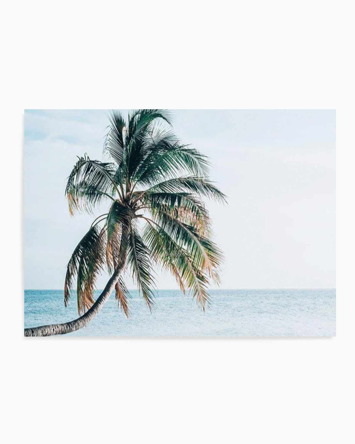 Maldivian Palm | LS Art Print