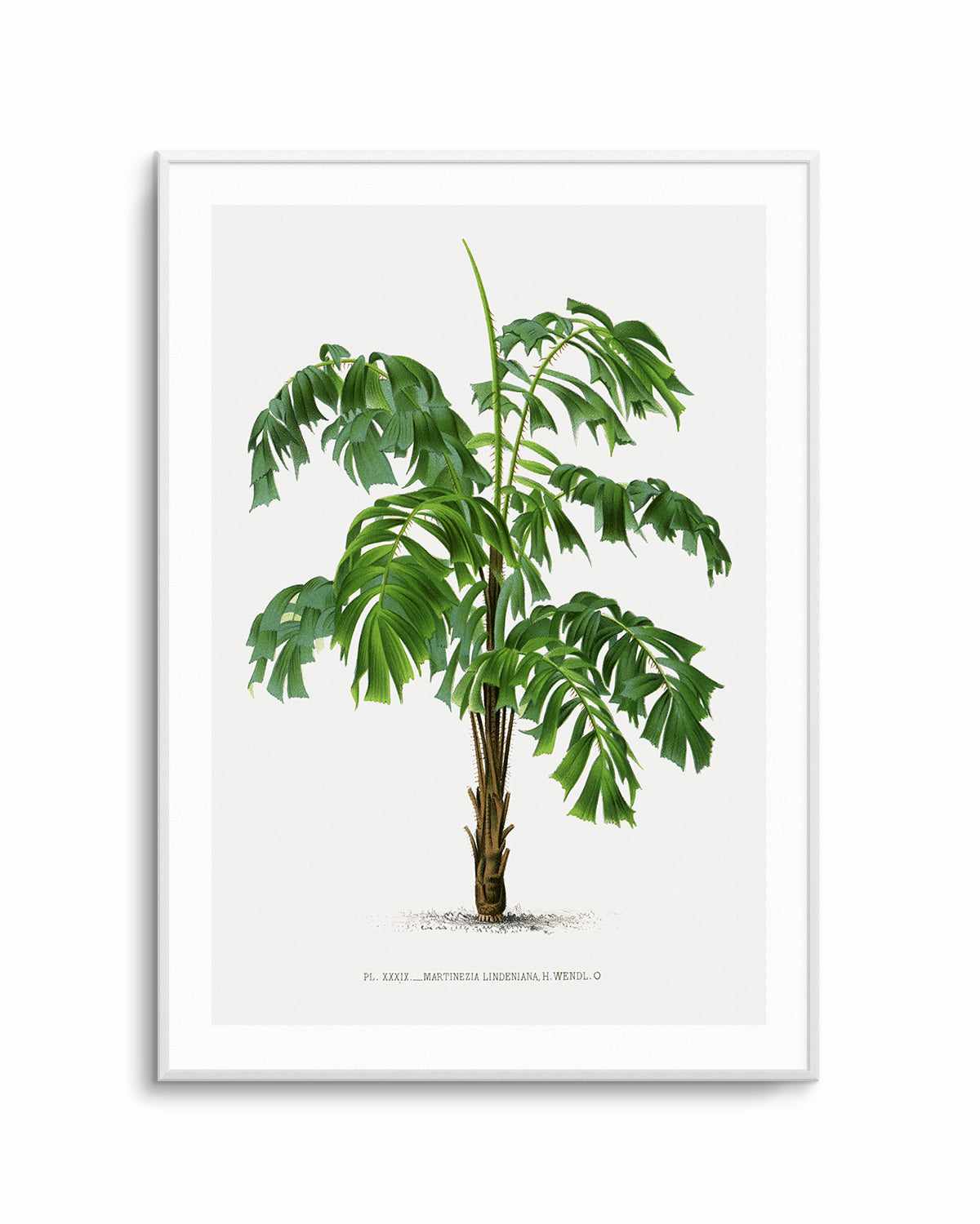 Martinezia Lindeniana Vintage Palm Poster Art Print