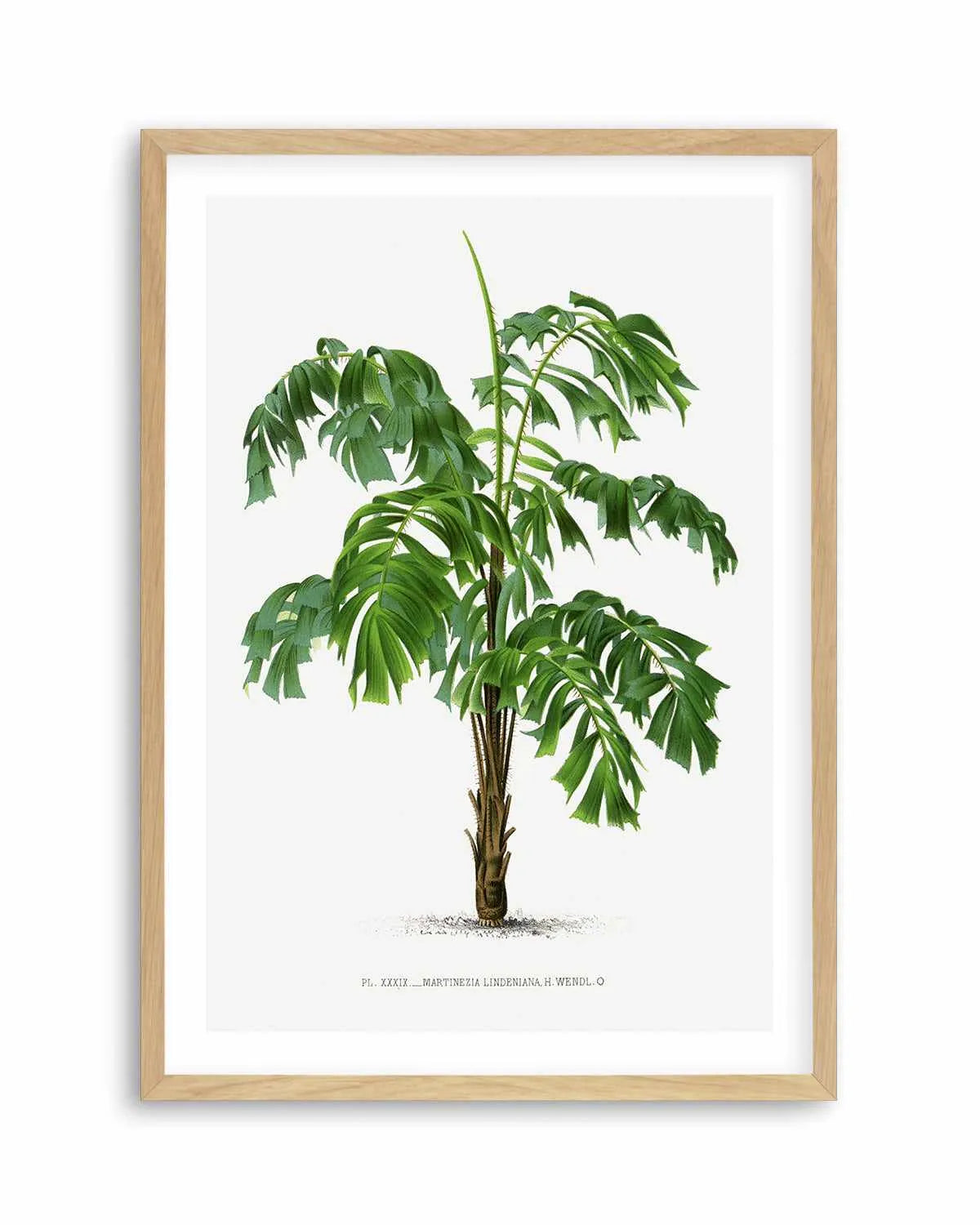 Martinezia Lindeniana Vintage Palm Poster Art Print from Olive et Oriel where you can shop wallpaper and artworks online