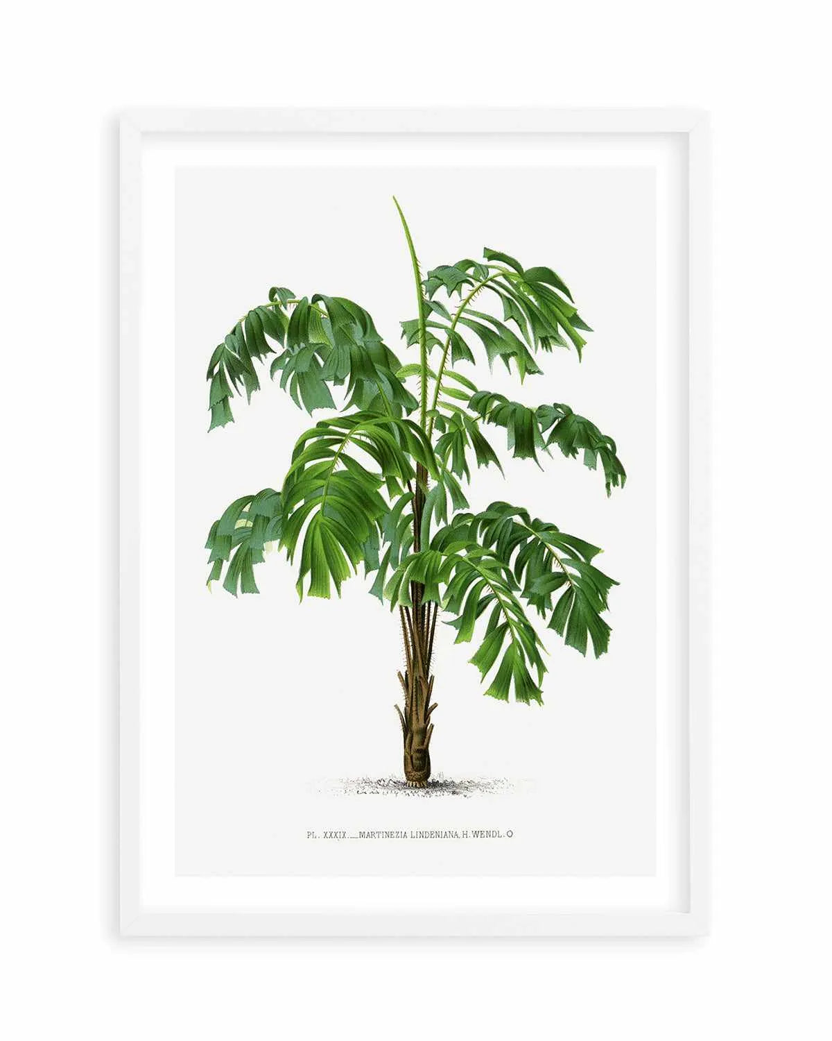 Martinezia Lindeniana Vintage Palm Poster Art Print from Olive et Oriel where you can shop wallpaper and artworks online