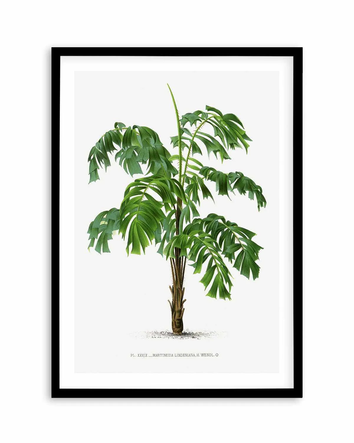 Martinezia Lindeniana Vintage Palm Poster Art Print from Olive et Oriel where you can shop wallpaper and artworks online