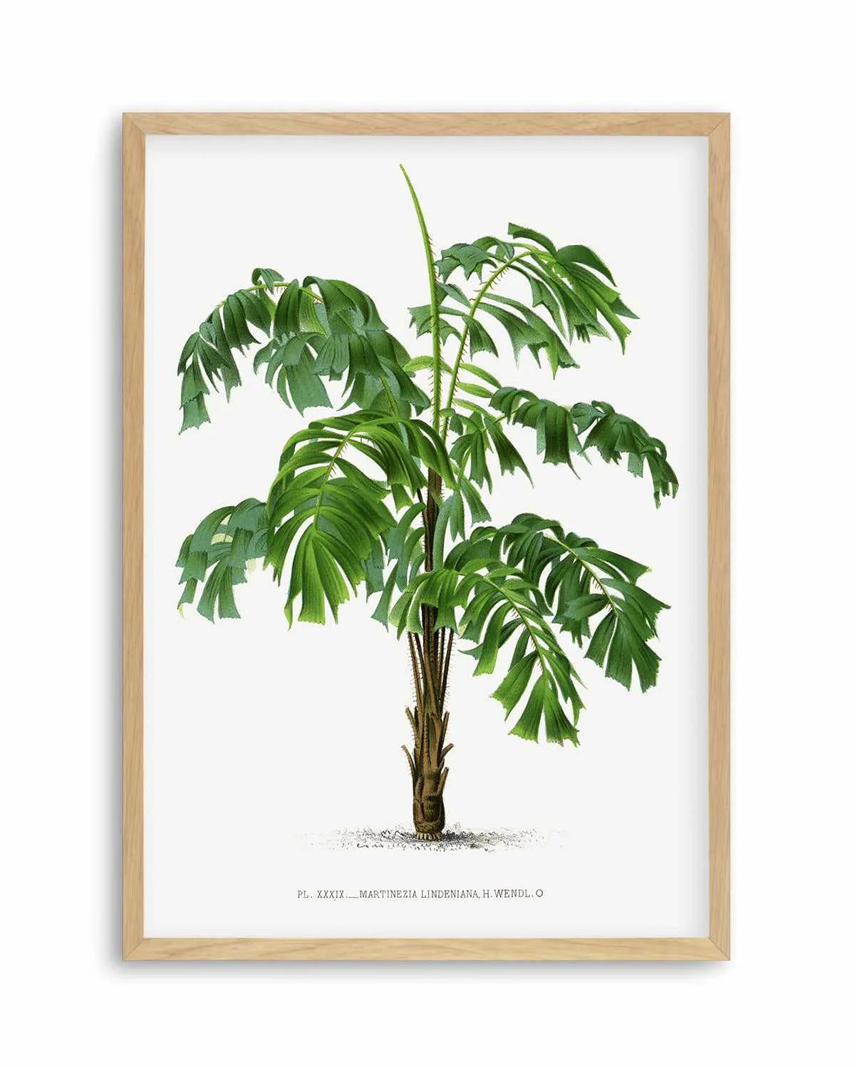 Martinezia Lindeniana Vintage Palm Poster Art Print from Olive et Oriel where you can shop wallpaper and artworks online