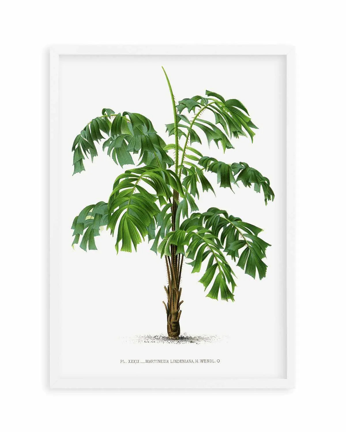 Martinezia Lindeniana Vintage Palm Poster Art Print from Olive et Oriel where you can shop wallpaper and artworks online
