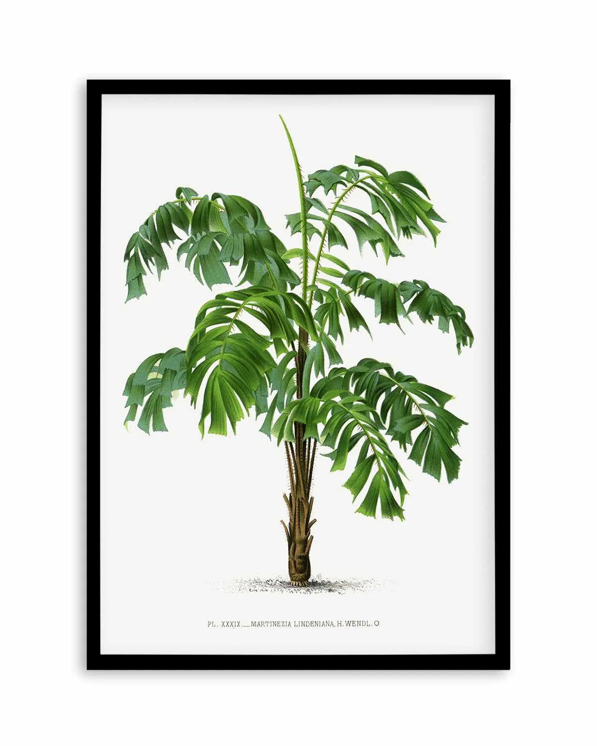 Martinezia Lindeniana Vintage Palm Poster Art Print from Olive et Oriel where you can shop wallpaper and artworks online