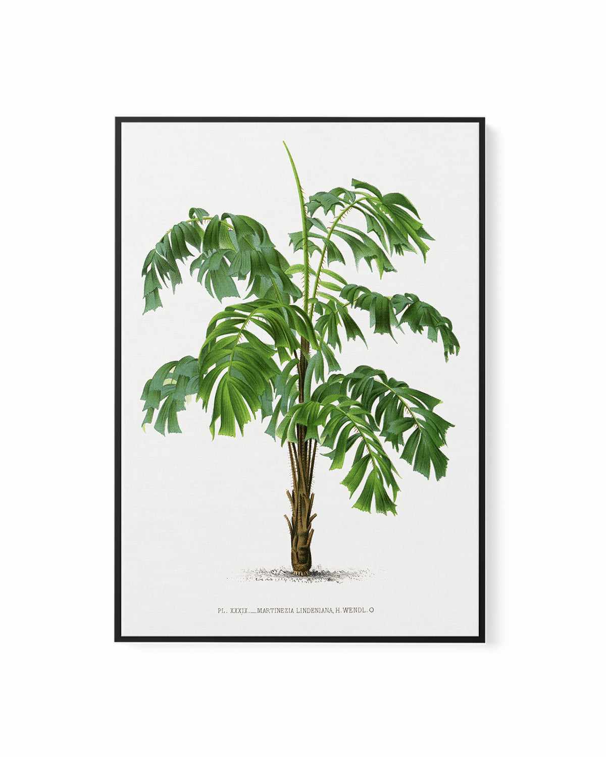 Martinezia Lindeniana Vintage Palm Poster | Framed Canvas Art Print