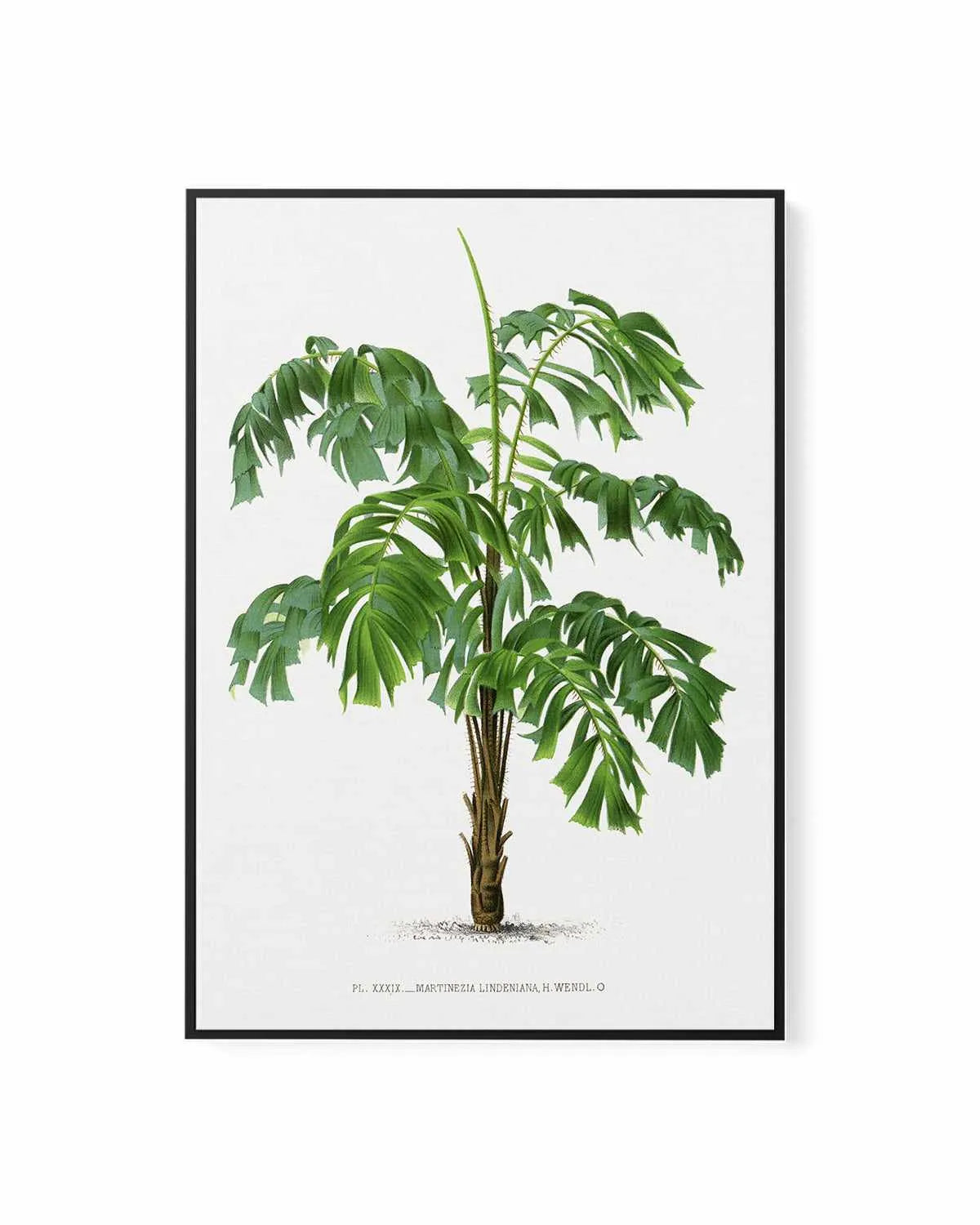 Martinezia Lindeniana Vintage Palm Poster | Framed Canvas Art Print from Olive et Oriel where you can shop wallpaper and artworks online