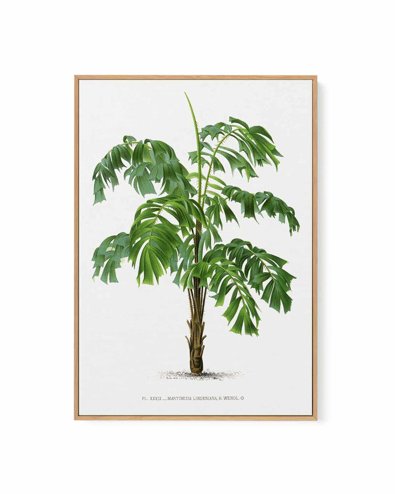 Martinezia Lindeniana Vintage Palm Poster | Framed Canvas Art Print