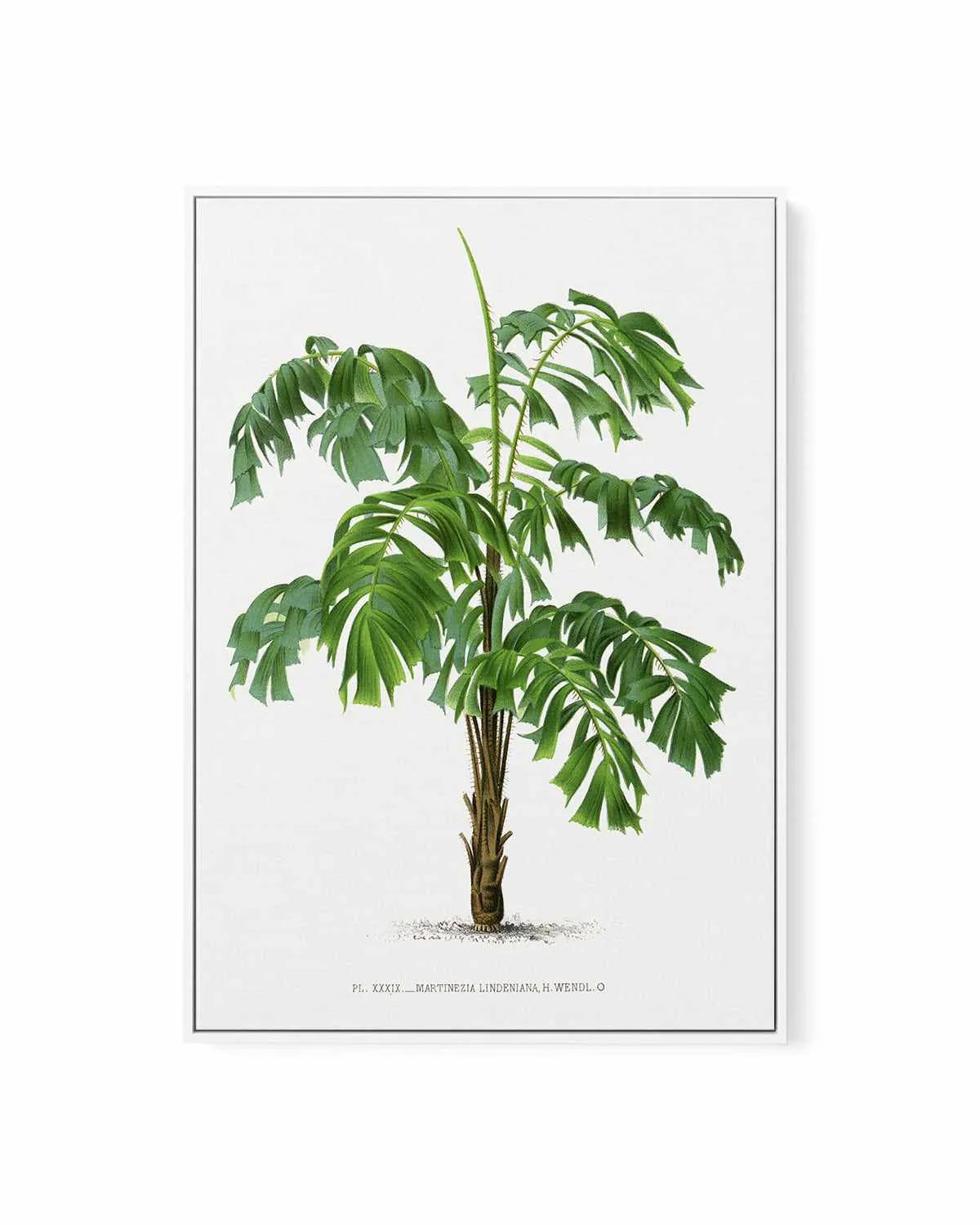 Martinezia Lindeniana Vintage Palm Poster | Framed Canvas Art Print from Olive et Oriel where you can shop wallpaper and artworks online