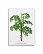 Martinezia Lindeniana Vintage Palm Poster | Framed Canvas Art Print